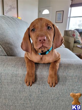 puppylove12 Picture 2